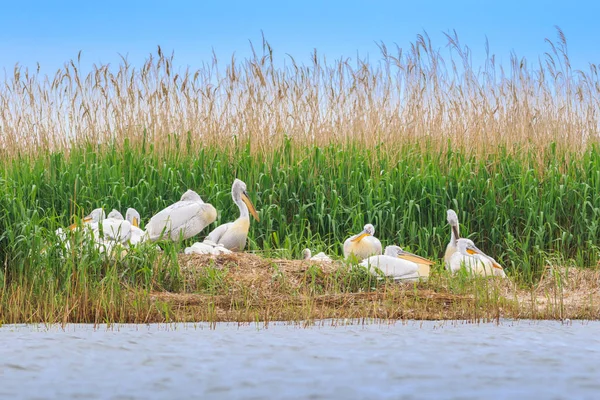 Dalmatische pelikanen (pelecanus crispus) — Stockfoto