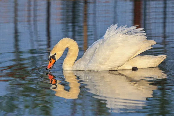 白い白鳥湖の上に立って — ストック写真