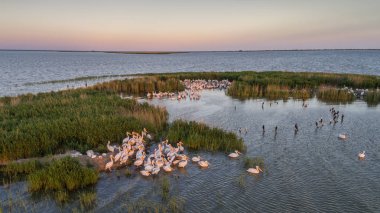 Beyaz Pelikan (pelecanus onocrotalus)