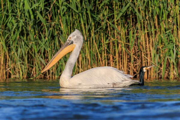 Pelikan Dalmacji i Kormoran — Zdjęcie stockowe