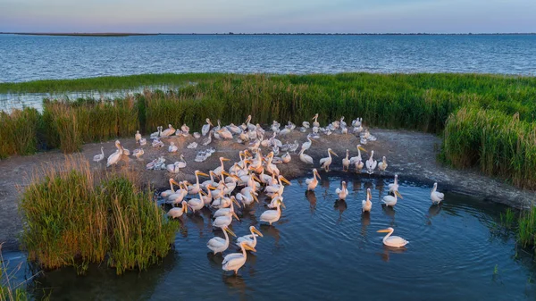 Pélicans blancs (pelecanus onocrotalus) dans le delta du Danube Roumanie — Photo