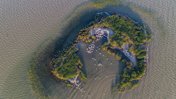 Dalmatian pelicans (pelecanus crispus) in Danube Delta Romania. — Stock Photo, Image