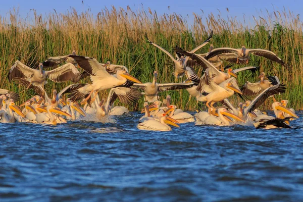 Bílých pelikánů v deltě Dunaje v Rumunsku — Stock fotografie