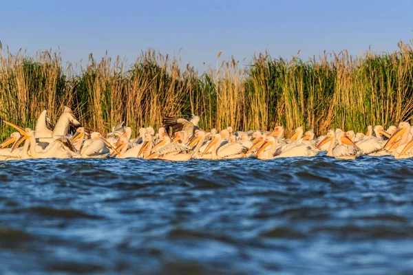 White pelicans in Danube Delta, Romania — Stock Photo, Image