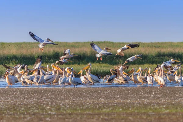 Pelicani bianchi (pelecanus onocrotalus ) — Foto Stock