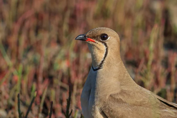 Collared pratincole. Danube Delta, Romania — Stock Photo, Image