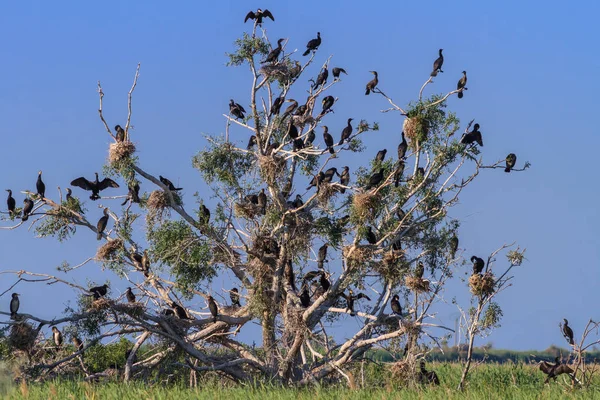 Гнезда бакланов на дереве — стоковое фото