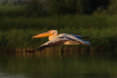 beyaz pelikan (Pelecanus onocrotalus)