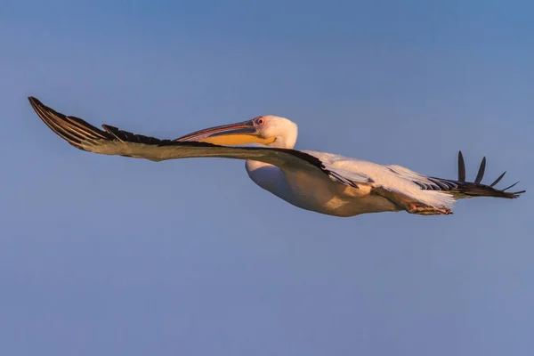 Witte pelikaan (Pelecanus onocrotalus)) — Stockfoto