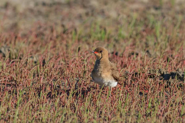 领的 pratincole。多瑙河三角洲，罗马尼亚 — 图库照片