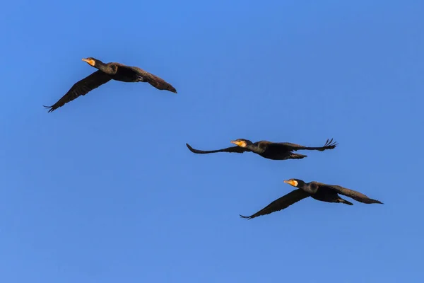 Cormorani (phalacrocorax carbo) in volo — Foto Stock