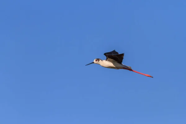 Fekete szárnyas gólyatöcs — Stock Fotó