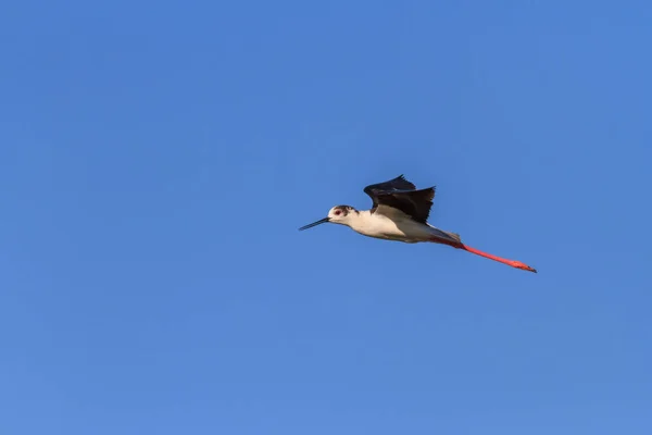 Stilt de asas pretas — Fotografia de Stock