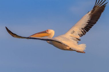 beyaz pelikan (Pelecanus onocrotalus)