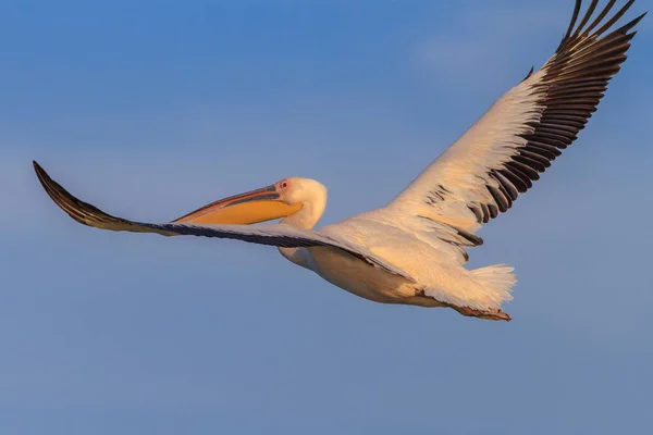 Vit pelikan (Pelecanus onocrotalus)) — Stockfoto