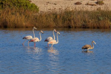 Suda yürüme pembe flamingolar