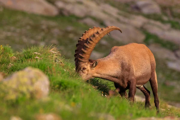 Ibex, Cordillera del Mont Blanc, Francia — Foto de Stock