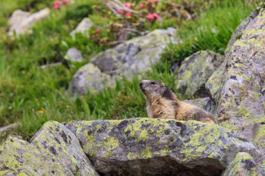 Alp Dağ sıçanı (Marmota marmota) Fransız Alpleri'nde