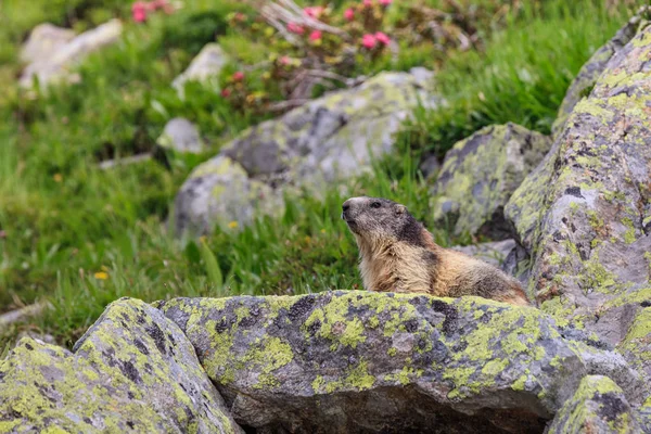 Альпийский сурок (Marmota marmota) во французских Альпах — стоковое фото
