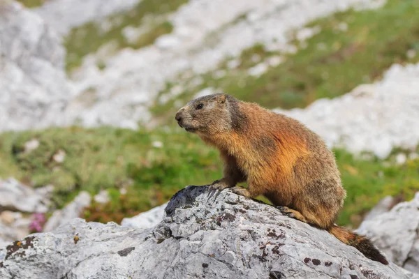 Świstak (marmota marmota) na skale — Zdjęcie stockowe