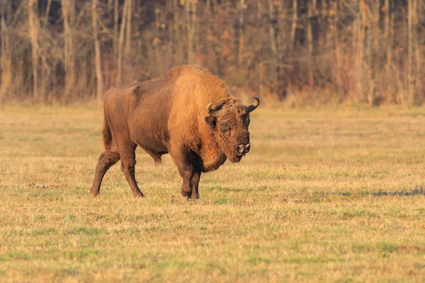 Bisonte europeu na floresta. Bucsani Roménia — Fotografia de Stock