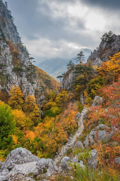 Tasnei 峡谷罗马尼亚 — 图库照片