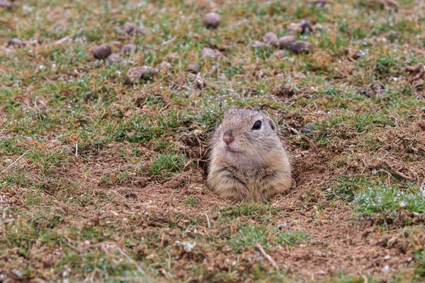 Nieświszczuk (cynomys ludovicianus) wystaje z nory. — Zdjęcie stockowe