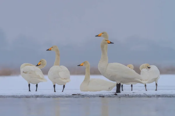 Whooper Swan (Cygnus cygnus) зимой — стоковое фото