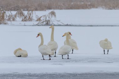 Ötücü kuğu (Cygnus cygnus) kışın  