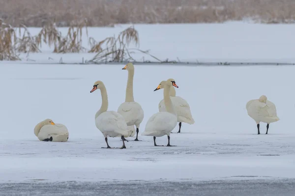 Łabędź krzykliwy (Cygnus cygnus) w zimie — Zdjęcie stockowe