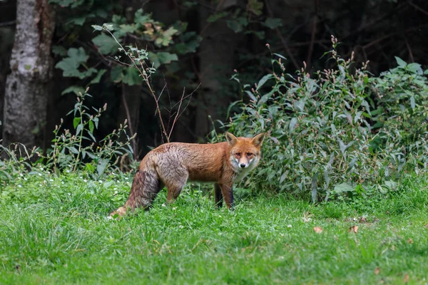 Rotfuchs (vulpes vulpes)) — Stockfoto