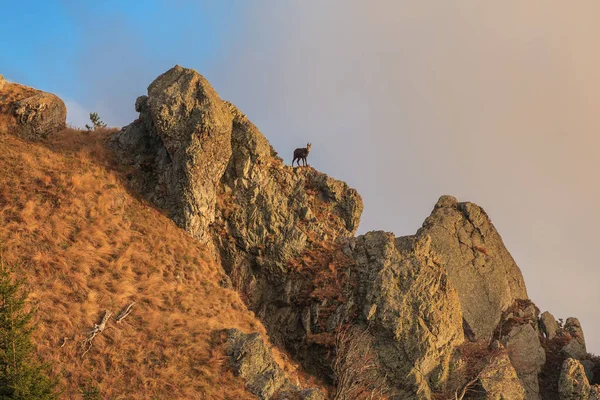 Chamois (Rupicapra Carpatica) en montagne — Photo