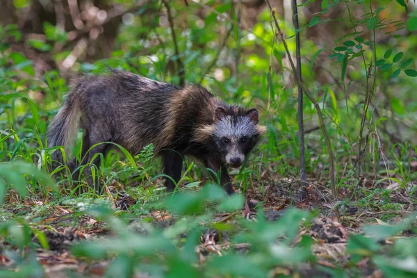 Racoon psa w regionie Delta Dunaju — Zdjęcie stockowe