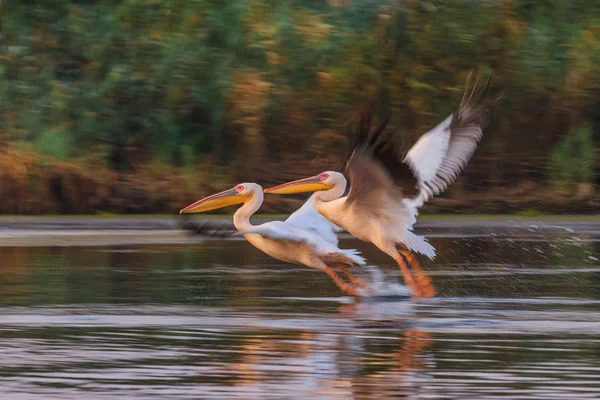 Bílý pelikáni (pelecanus onocrotalus) — Stock fotografie