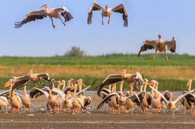 Beyaz Pelikan (pelecanus onocrotalus)