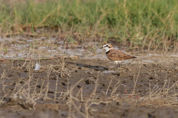 Маленький пловер с кольцами (Charadrius dubius ) — стоковое фото