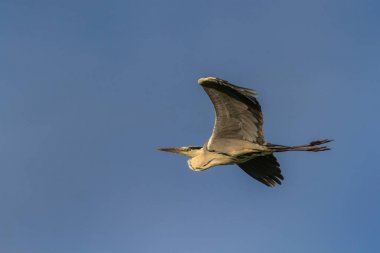 Gri balıkçıl uçuyor