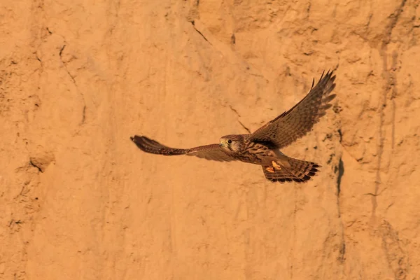 Kestrel obecný (Falco tinnunculus) — Stock fotografie