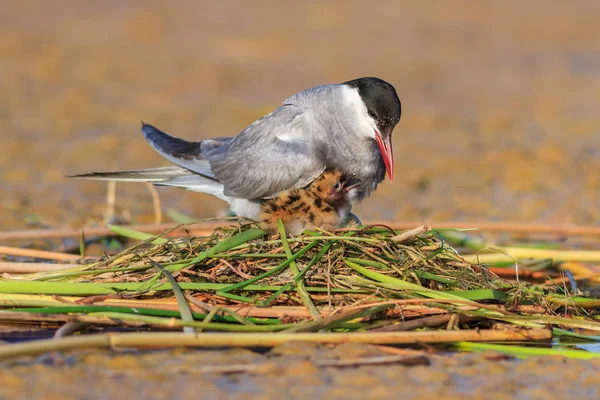 Common Tern (Sterna hirundo)) — 图库照片