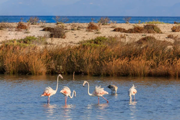 Rosafarbene Flamingos laufen durchs Wasser — Stockfoto