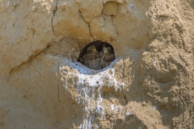 Küçük kerkenez (falco tinnunculus) 