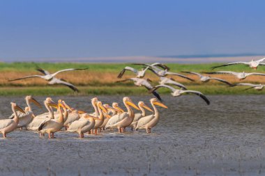Beyaz Pelikan (pelecanus onocrotalus)