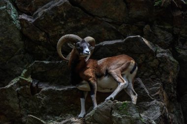 Mouflon (Ovis musimon). Parc de Merlet, Fransa
