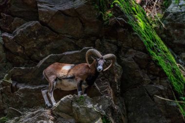 Mouflon (Ovis musimon). Parc de Merlet, Fransa