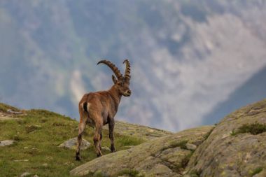 Dağ keçisi, aralığı Mont Blanc, Fransa