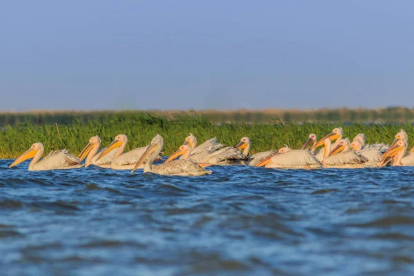 Pélicans blancs dans le delta du Danube, Roumanie — Photo