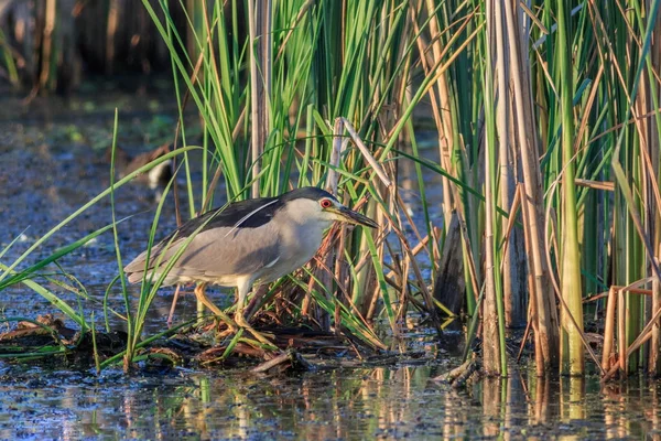 Black crowned night heron — Stock Photo, Image