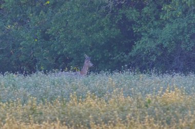 Karaca (Capreolus capreolus) orman