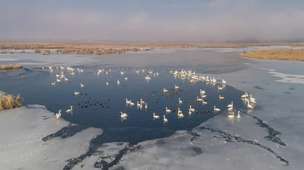 Comana lake in de winter — Stockfoto
