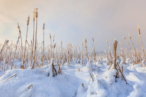 Lac en hiver — Photo